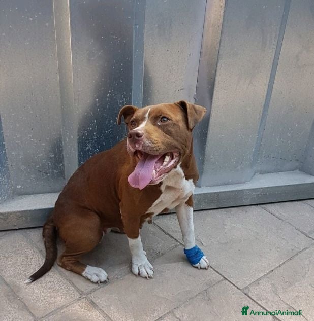 Pitbull cani MARGOT buona con tutti! - Annuncio 1