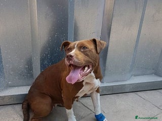 Pitbull cani MARGOT buona con tutti! - Annuncio 6