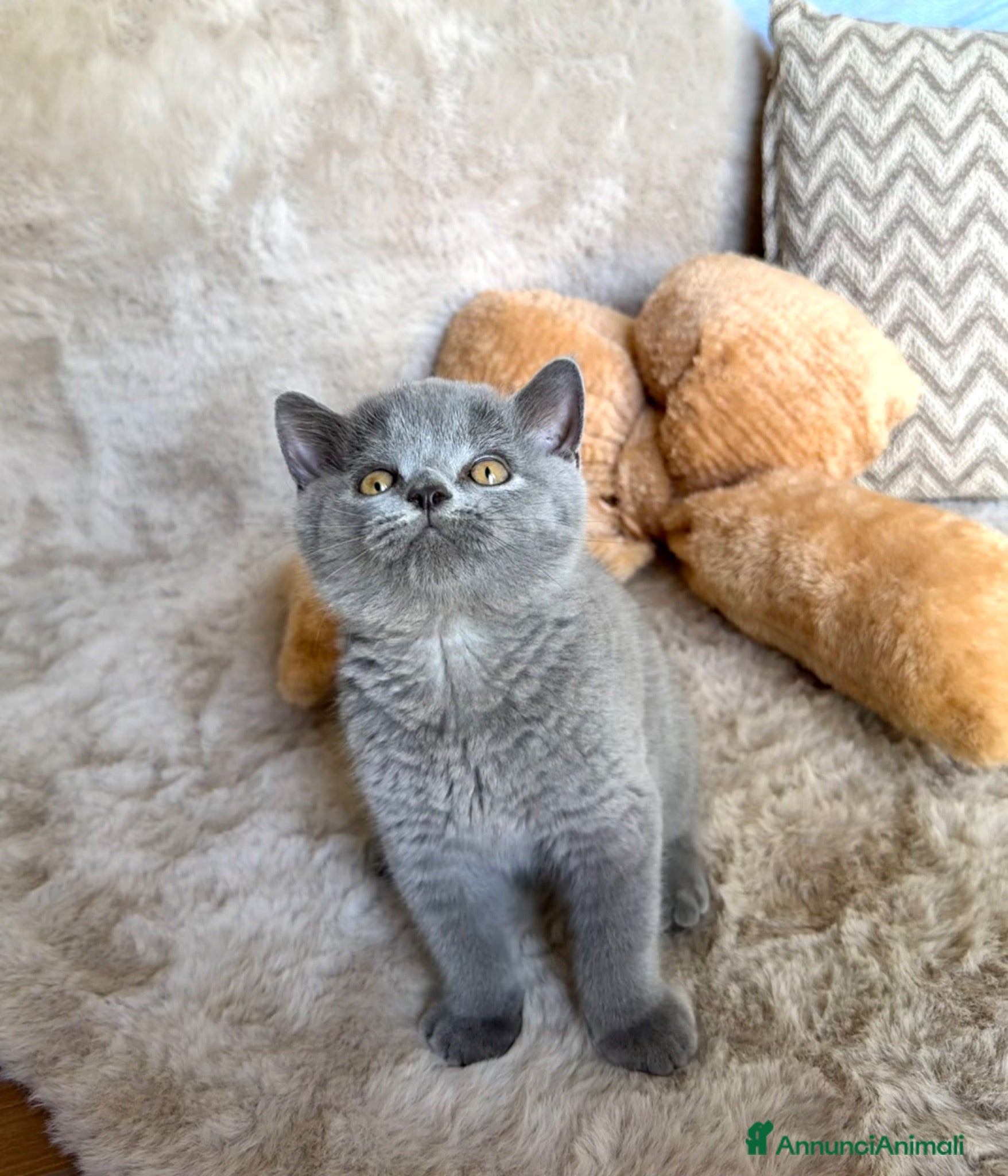 British gatti Cucciolo maschio British Shorthir - Annuncio 1