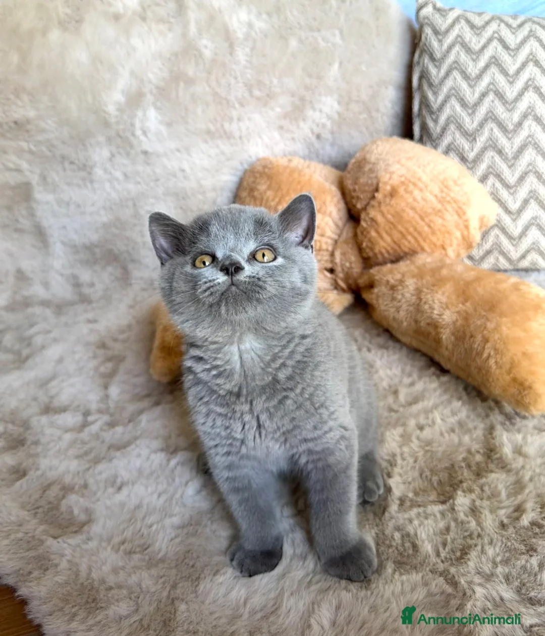 British gatti in vendita: Cucciolo maschio British Shorthir a Provincia di Cuneo - Annuncio 1