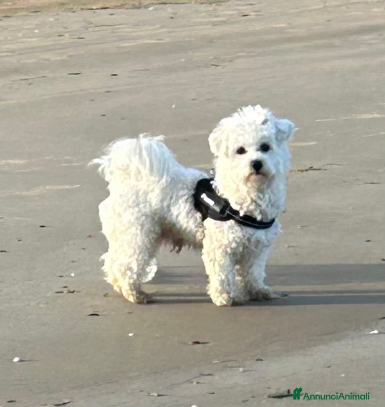 Bichon cani Bichon frise’ cerca Cagnolina per accoppiamento    - Annuncio 1