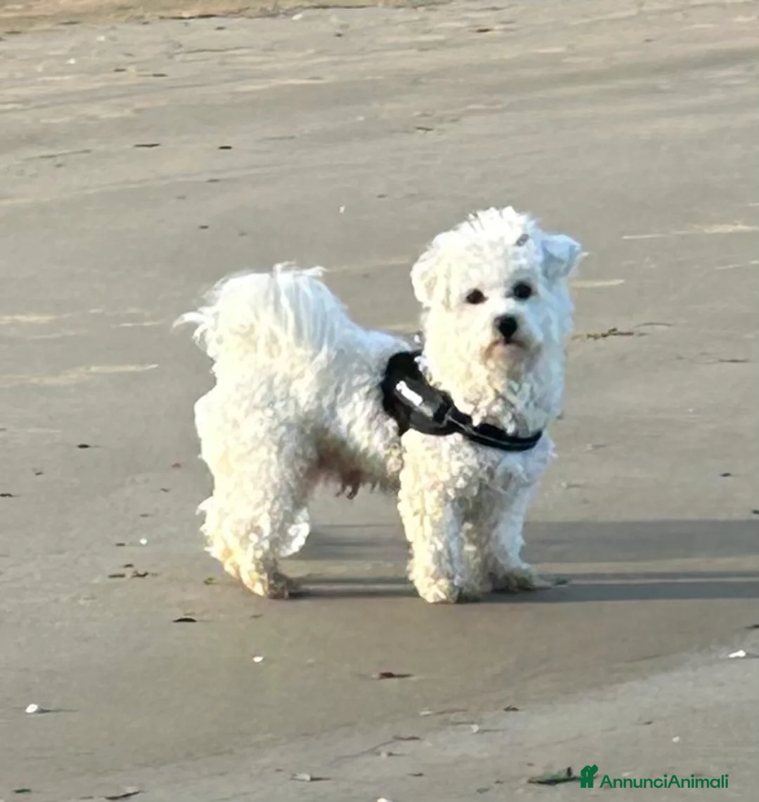 Bichon cani per accoppiamento: Bichon frise’ cerca Cagnolina per accoppiamento    - Annuncio 1