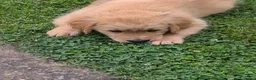 Golden Retriever cani in vendita: Golden retriever 90%linea americana pedigree ENCI  - Annuncio 9