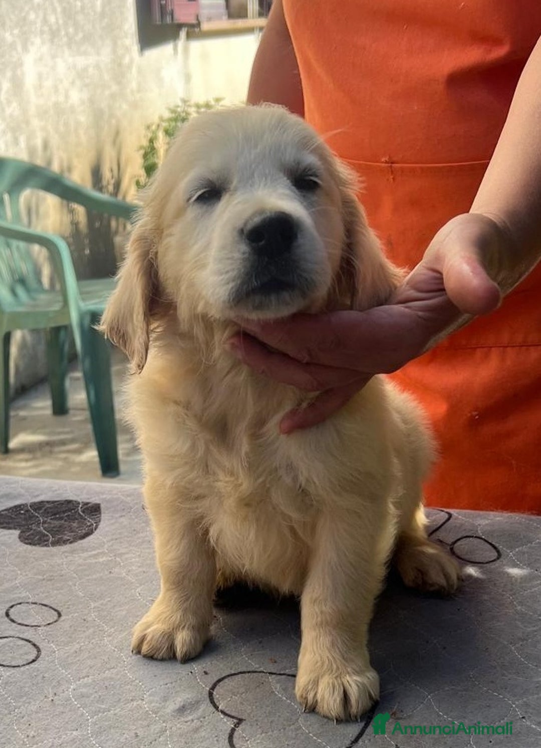 Golden Retriever cani in vendita: Cuccioli di golden retriever linea inglese  a Provincia di Mantova - Immagine 8