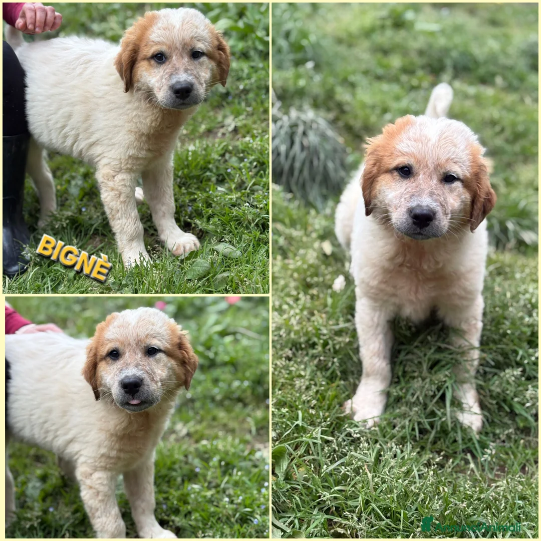 Meticcio cani in regalo: UNA MAMMA PER BIGNÈ  a Provincia di Varese - Annuncio 2