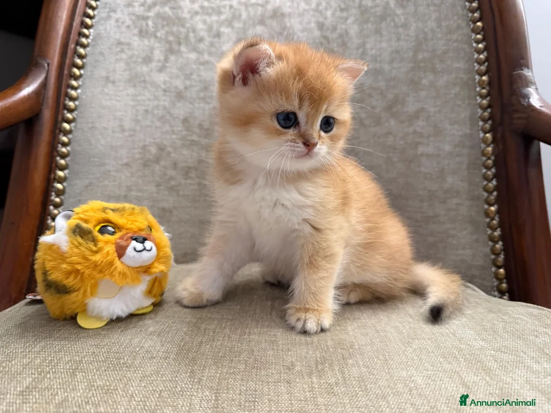 British gatti in vendita: Gattini British Shorthair golden chell  - Annuncio 6