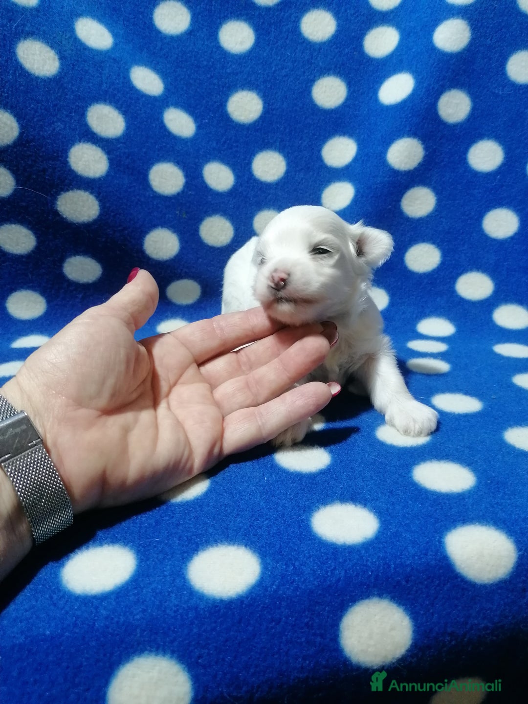 Maltese cani in vendita: Maltese cuccioli Pedigree Enci - Annuncio 4