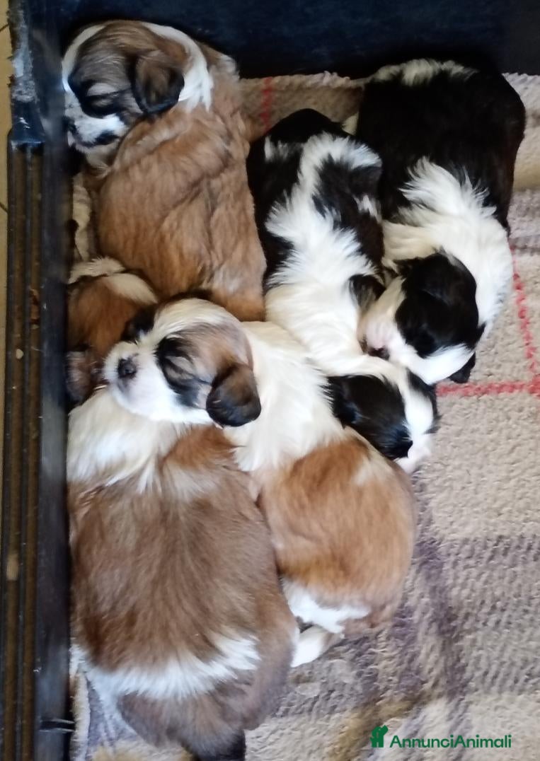 Meticcio cani Cuccioli malshi - Annuncio 1