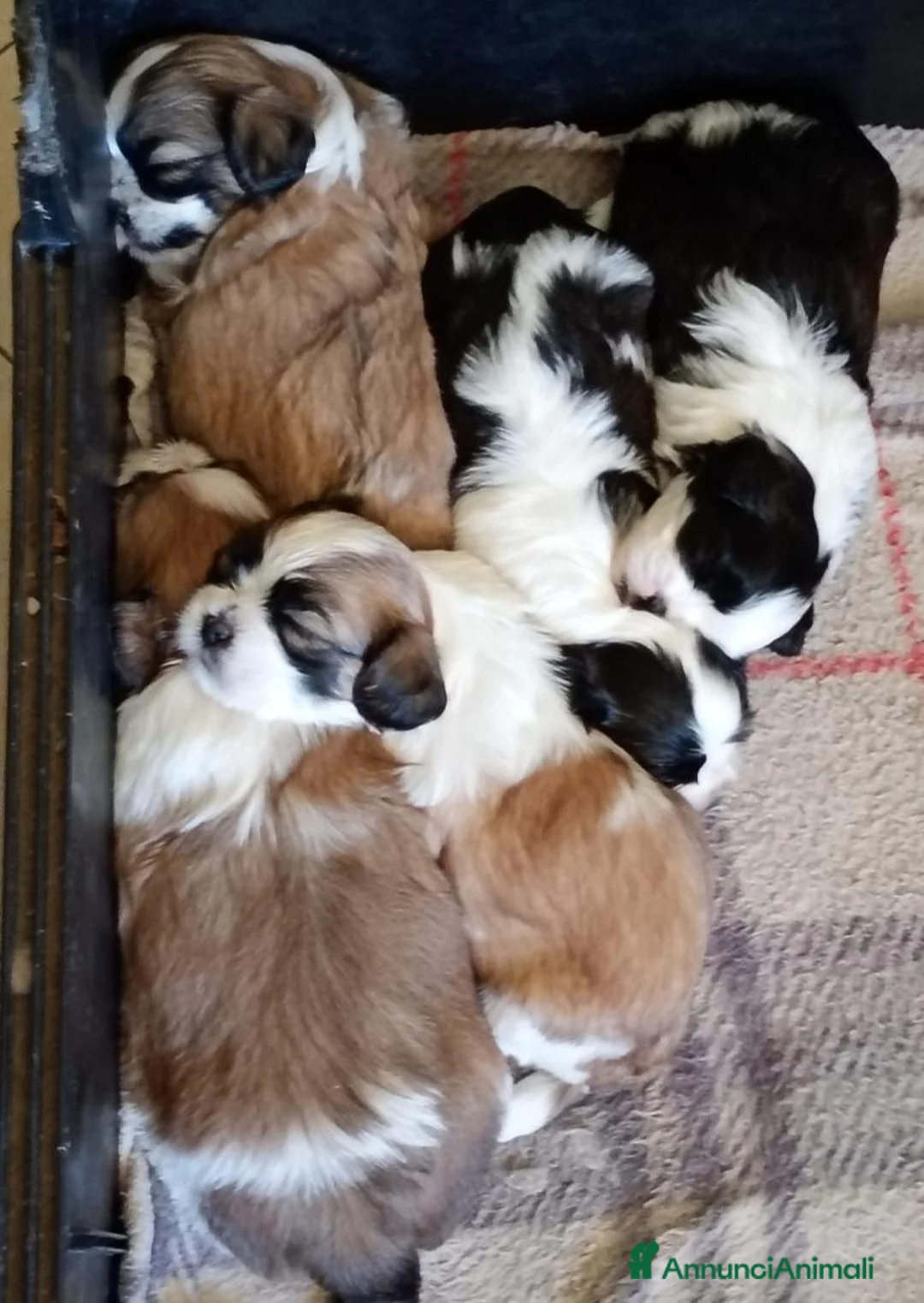 Meticcio cani in vendita: Cuccioli malshi - Annuncio 1