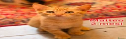 Altre razze gatti in regalo: GATTINI ESCLUSI E SOLI  a Città Metropolitana di Genova - Annuncio 2
