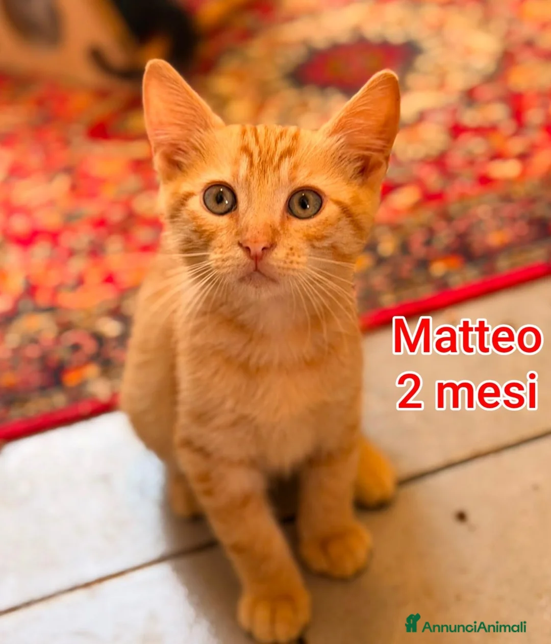 Altre razze gatti in regalo: GATTINI ESCLUSI E SOLI  a Città Metropolitana di Genova - Annuncio 2