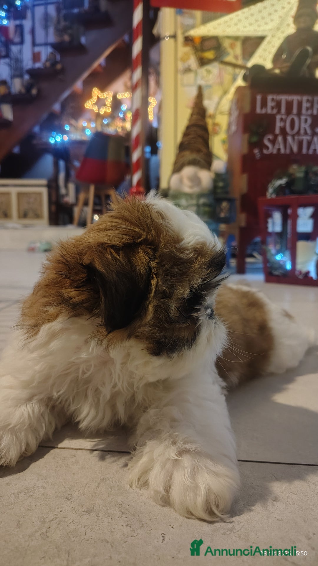 Shih Tzu cani in vendita: Splendidi cuccioli di schitzu con pedigree  - Annuncio 5