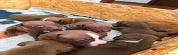 Pitbull cani in vendita: Cuccioli pitbull - Annuncio 17