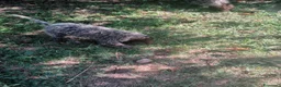 Lagotto cani in vendita: Lagotto Romagnolo - Annuncio 4