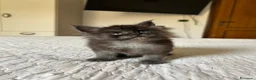 Maine Coon gatti in vendita: Cucciolo Maine Coon pedigree ANFI - Annuncio 5