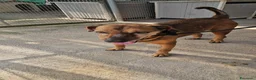 Meticcio cani in regalo: Brown: dolce e sensibile, cerca serenità  - Annuncio 5