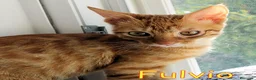 Europeo gatti in regalo: FULVIO PICCOLO GATTINO ROSSO TABBY - Annuncio 2