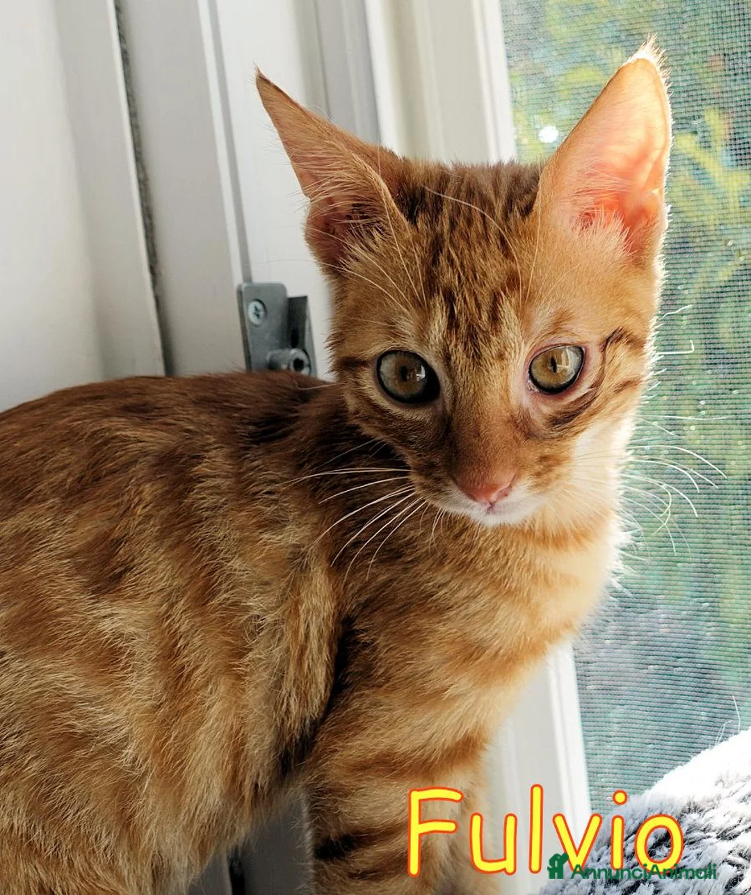 Europeo gatti in regalo: FULVIO PICCOLO GATTINO ROSSO TABBY - Annuncio 2