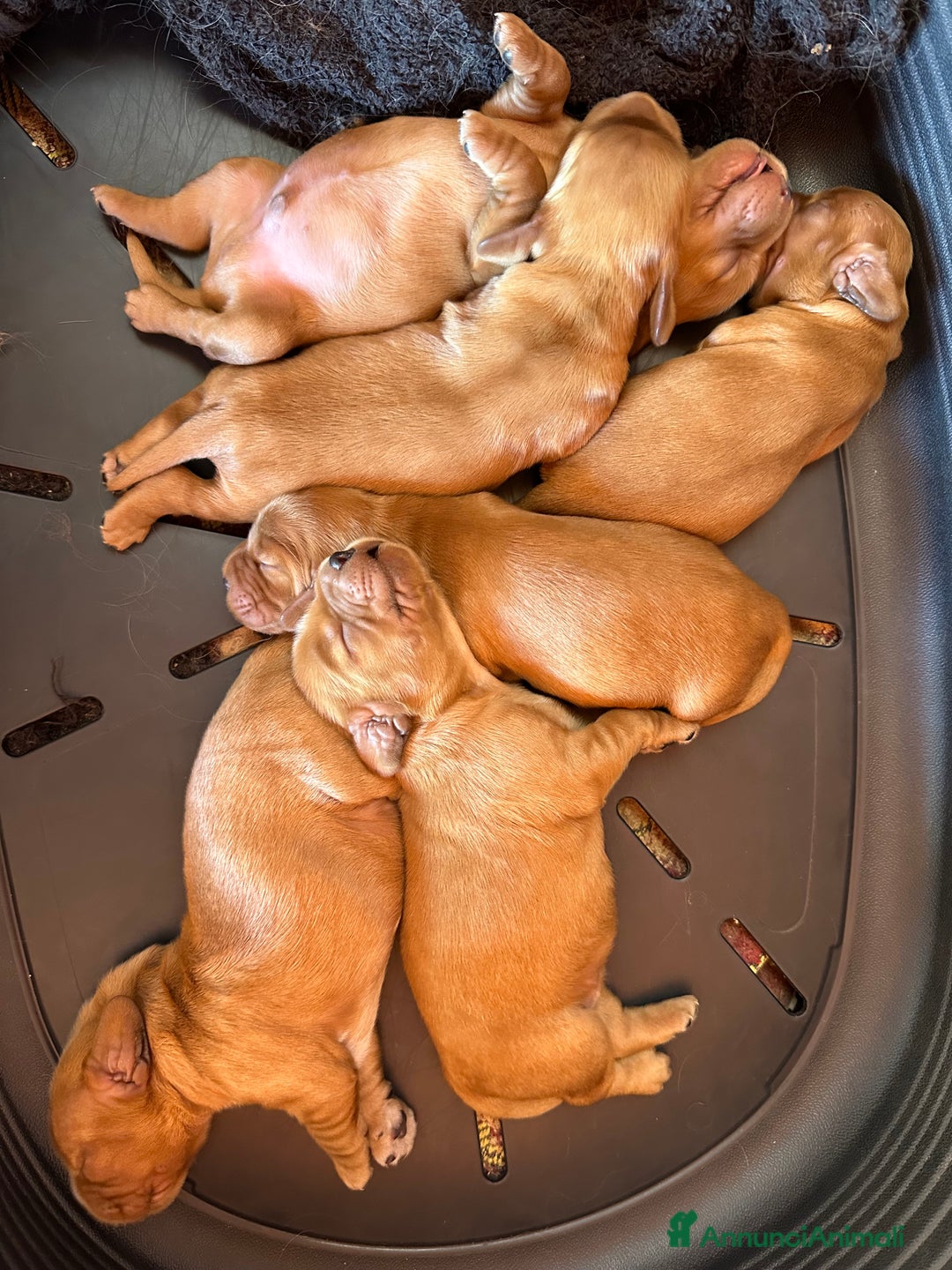 Cocker cani in vendita: Cuccioli di cocker spaniel - Annuncio 1
