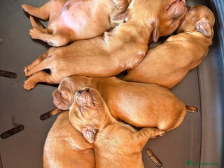 Cocker cani Cuccioli di cocker spaniel - Annuncio 2