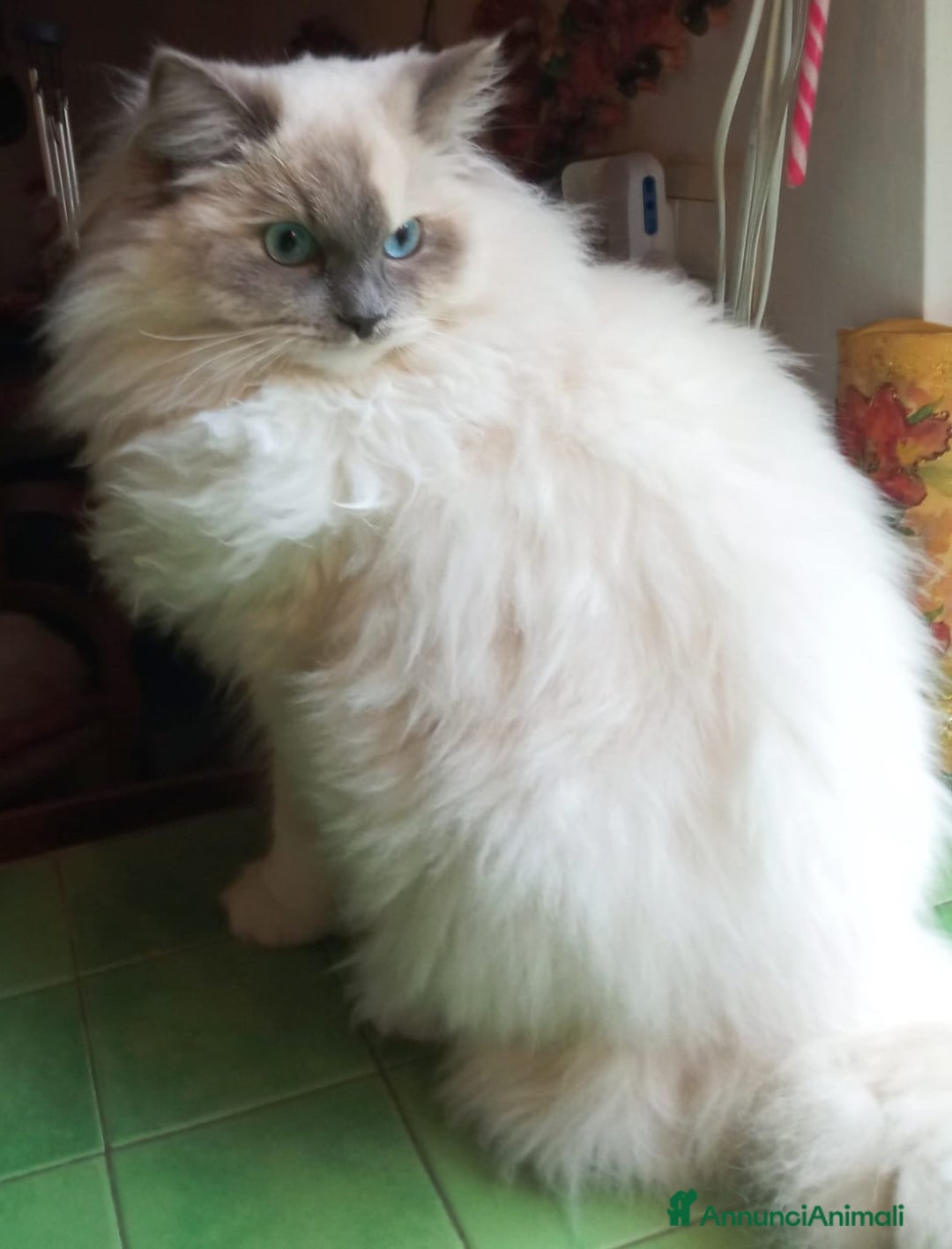 Ragdoll gatti per accoppiamento: Cerco disperatamente compagno per micina Ragdoll - Annuncio 3