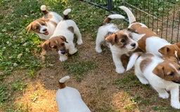 Jack Russell cani in vendita: Jack Russell pelo ruvido due mesi maschio a Città metropolitana di Milano - Immagine 7
