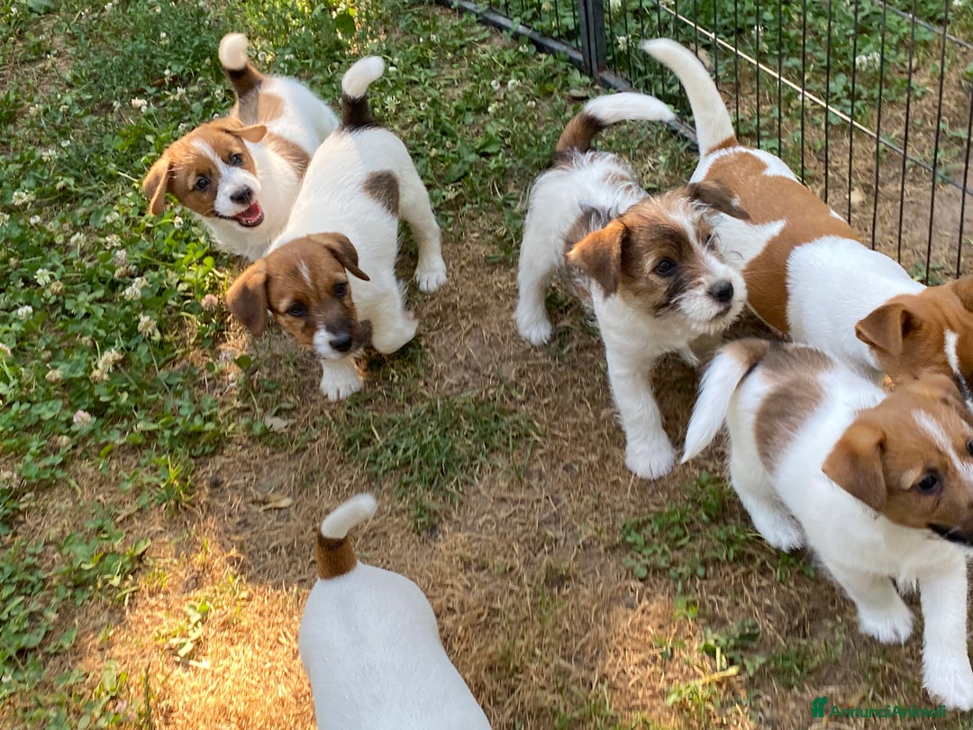 Jack Russell cani in vendita: Jack Russell pelo ruvido due mesi maschio a Città metropolitana di Milano - Immagine 7