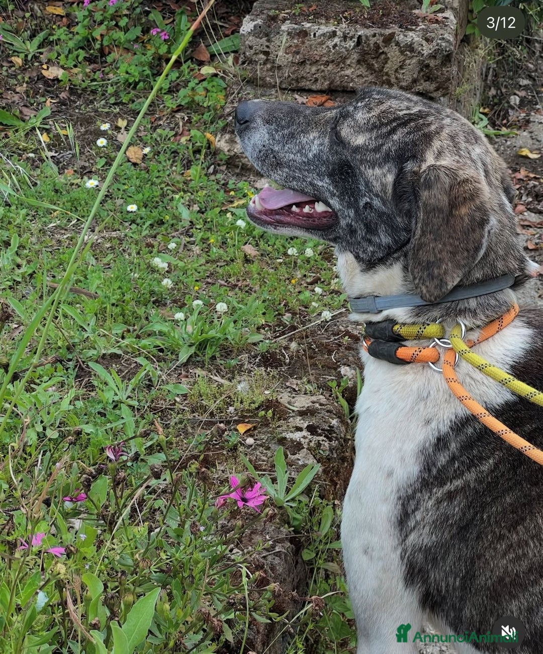 Meticcio cani in regalo: Luna 18mesi tg grande ok gatti rinata! ROMA SOS  - Annuncio 5