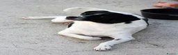 Meticcio cani in regalo: Pedro 2 anni,merita una famiglia - Annuncio 3