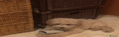 Barboncino 1