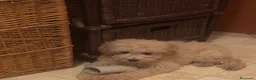 Barboncino cani in vendita: Barboncina - Annuncio 2