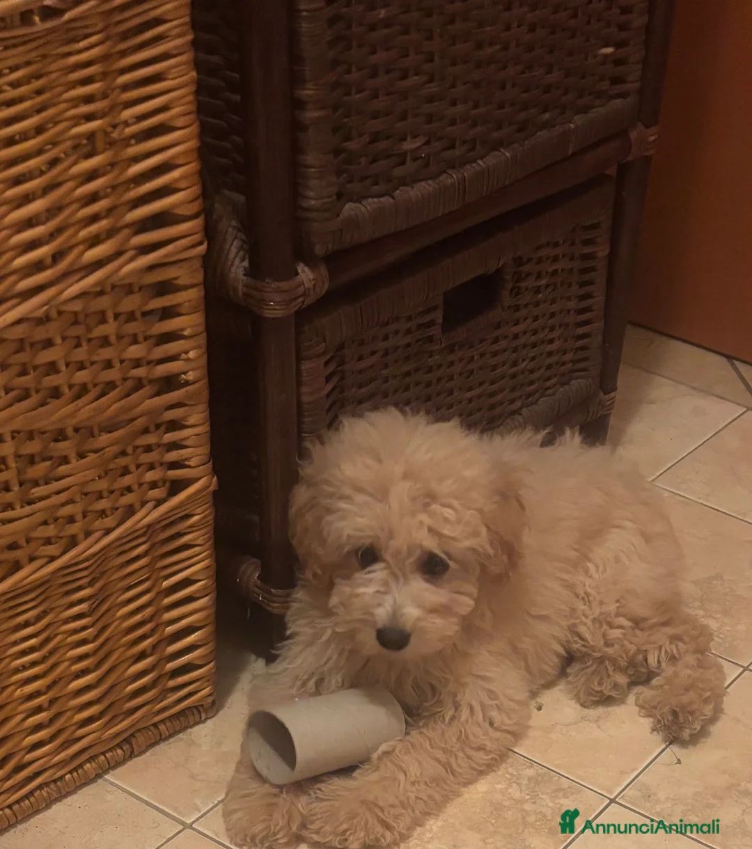 Barboncino cani in vendita: Barboncina - Annuncio 2