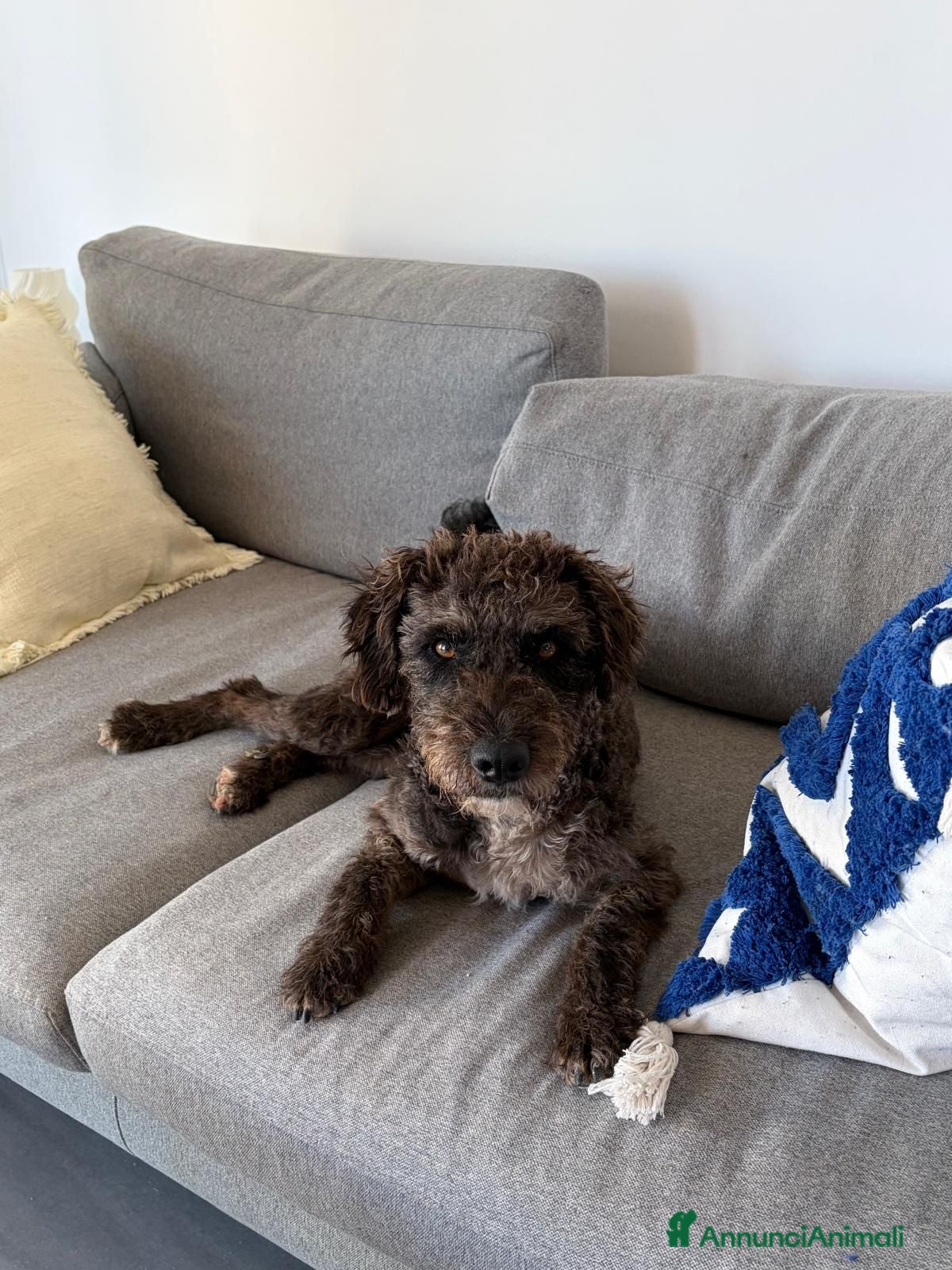 Barboncino cani Cerchiamo una persona/famiglia per Milo - Annuncio 10