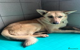 Affenpinscher cani in regalo: MANUEL DOLCE CAGNOLINO - Immagine 3