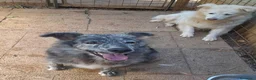 Meticcio cani in regalo: 10 mesi, 18 chili, morbido dolce GREY  - Annuncio 2