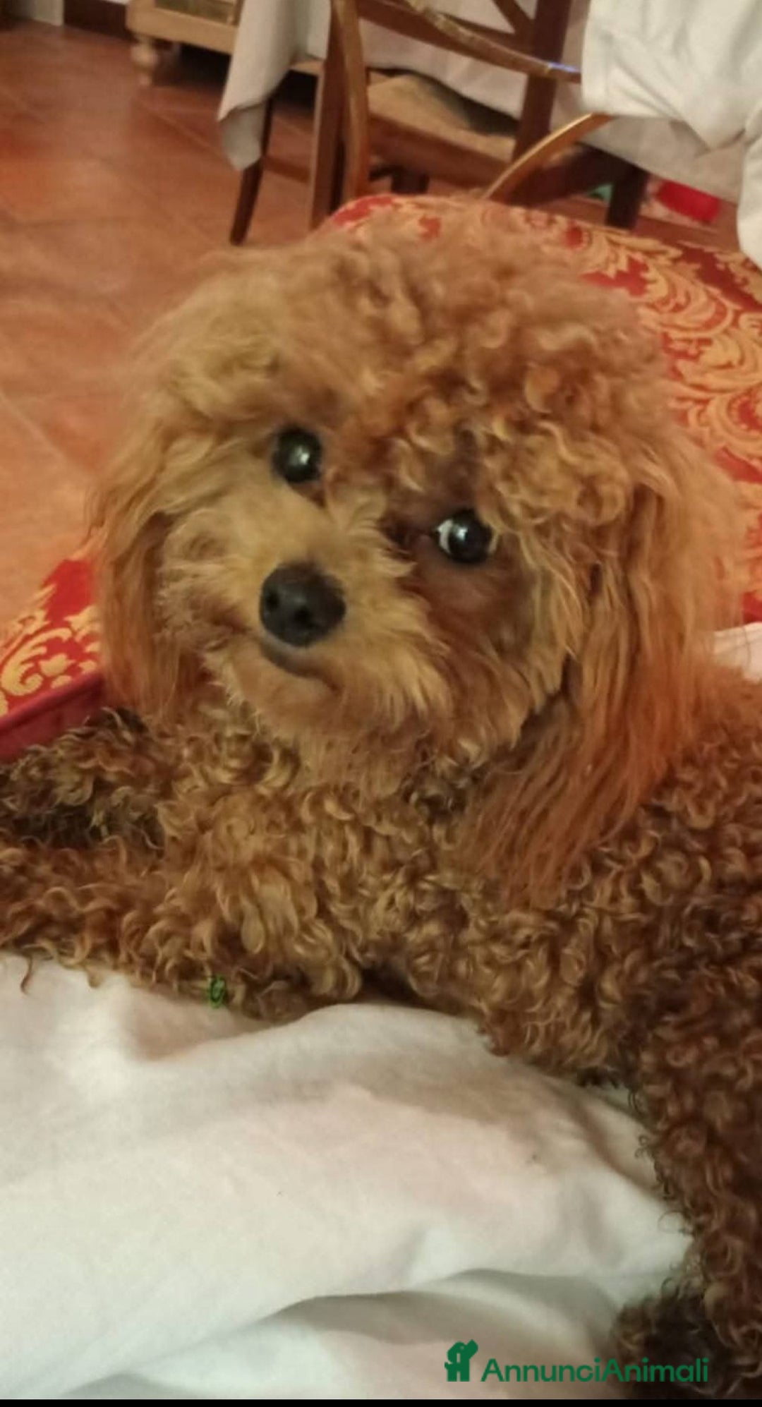 Barboncino Toy cani per accoppiamento: Gigi stupendo Toy cerca fidanzata - Annuncio 6