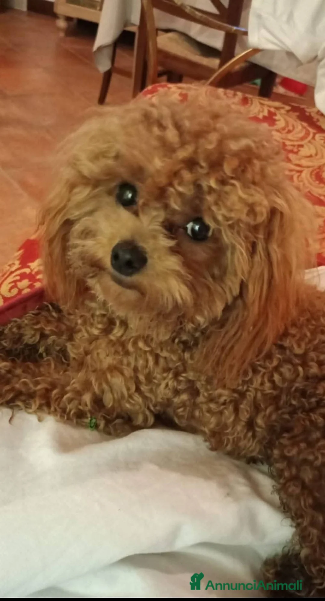 Barboncino Toy cani per accoppiamento: Gigi stupendo Toy cerca fidanzata - Annuncio 6