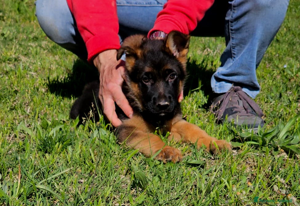 Pastore Tedesco cani in vendita: Cucciolo di Pastore Tedesco a Pelo Corto - Annuncio 1