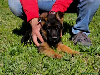 Pastore Tedesco cani Cucciolo di Pastore Tedesco a Pelo Corto - Annuncio 1