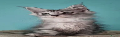 Maine Coon 1
