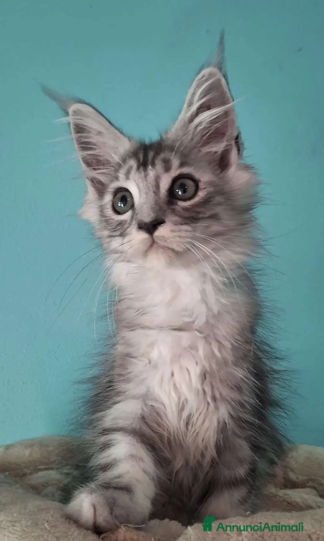 Maine Coon gatti in vendita: ultimi cuccioli maine coon - Annuncio 9