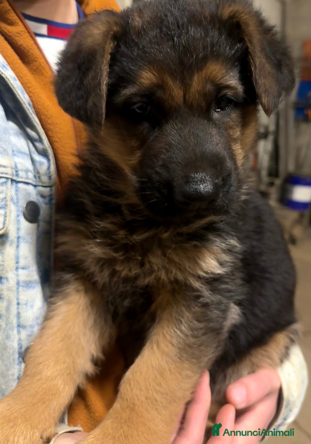 Pastore Tedesco cani in vendita: Cuccioli di Pastore Tedesco - Annuncio 6