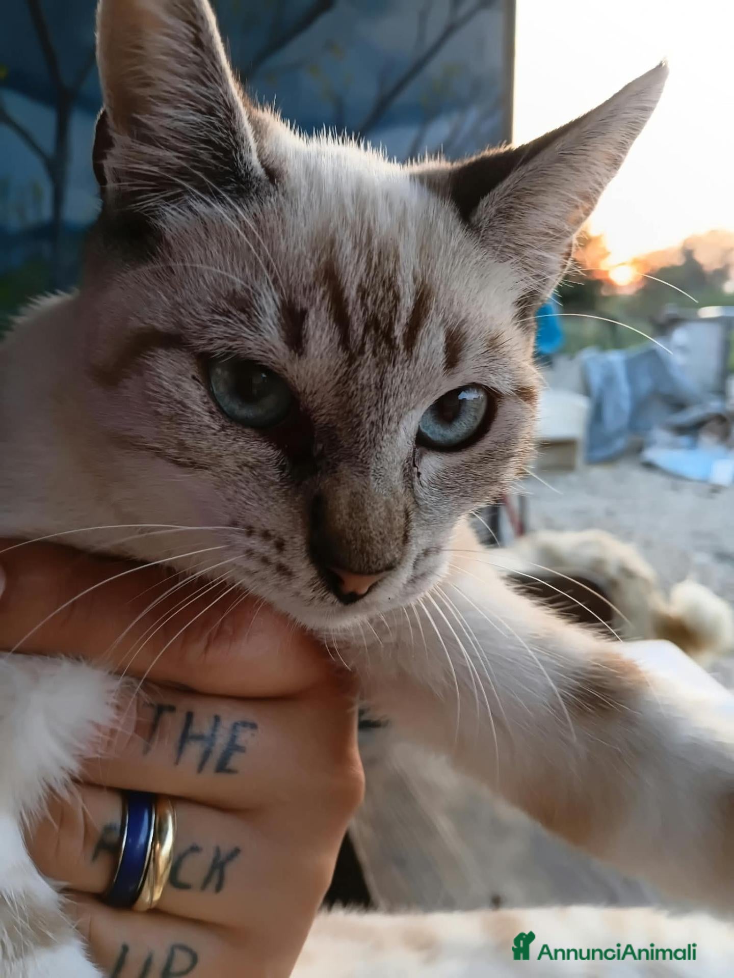 Europeo gatti Gattina occhietti azzurri  - Annuncio 5
