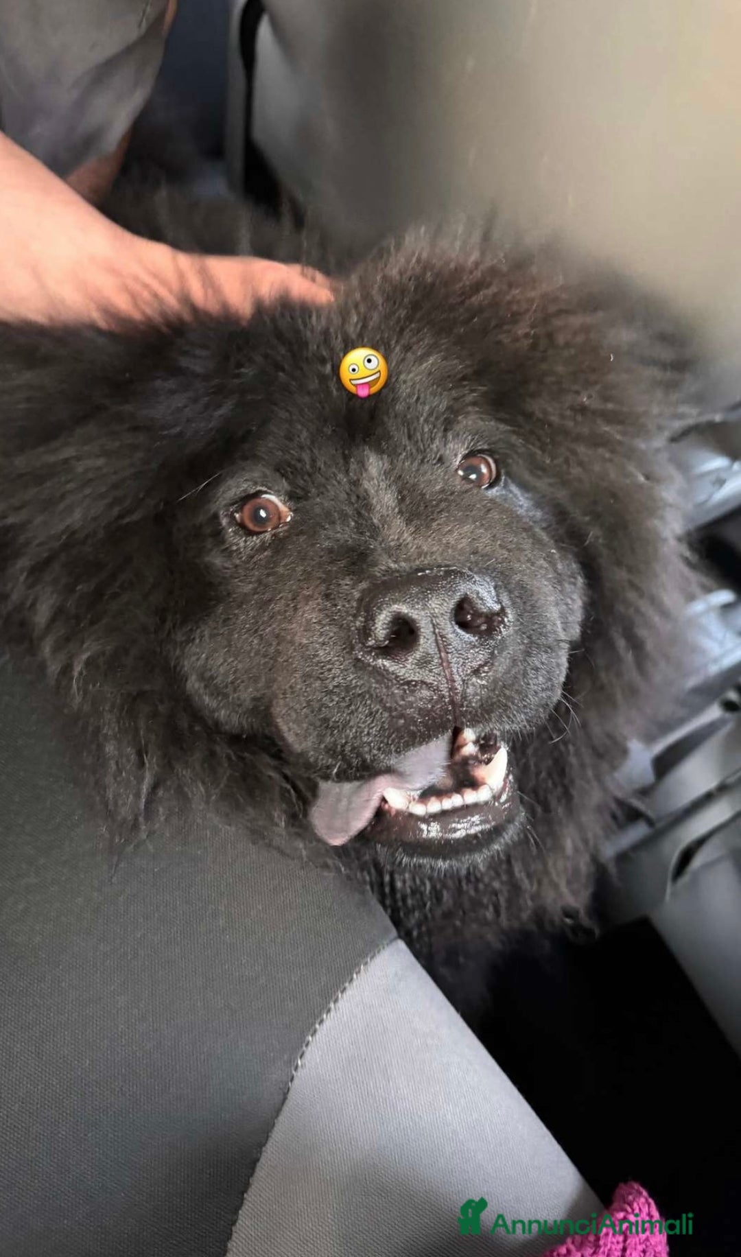 Chow Chow cani per accoppiamento: Chow chow maschio per monta  - Annuncio 3