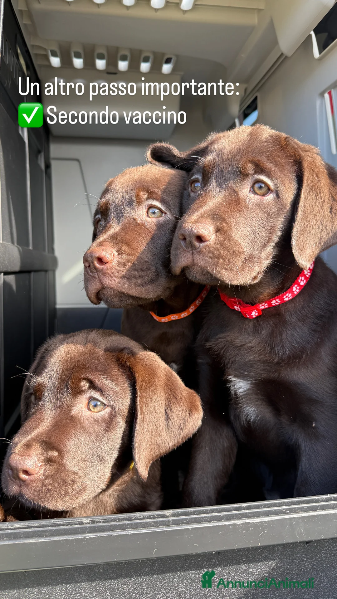 Labrador cani in vendita: Labrador Cioccolato - Annuncio 3