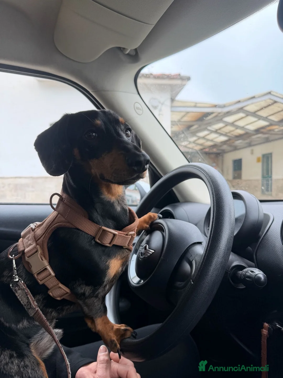 Bassotto Nano cani per accoppiamento: Gennarino cerca fidanzata - Annuncio 2