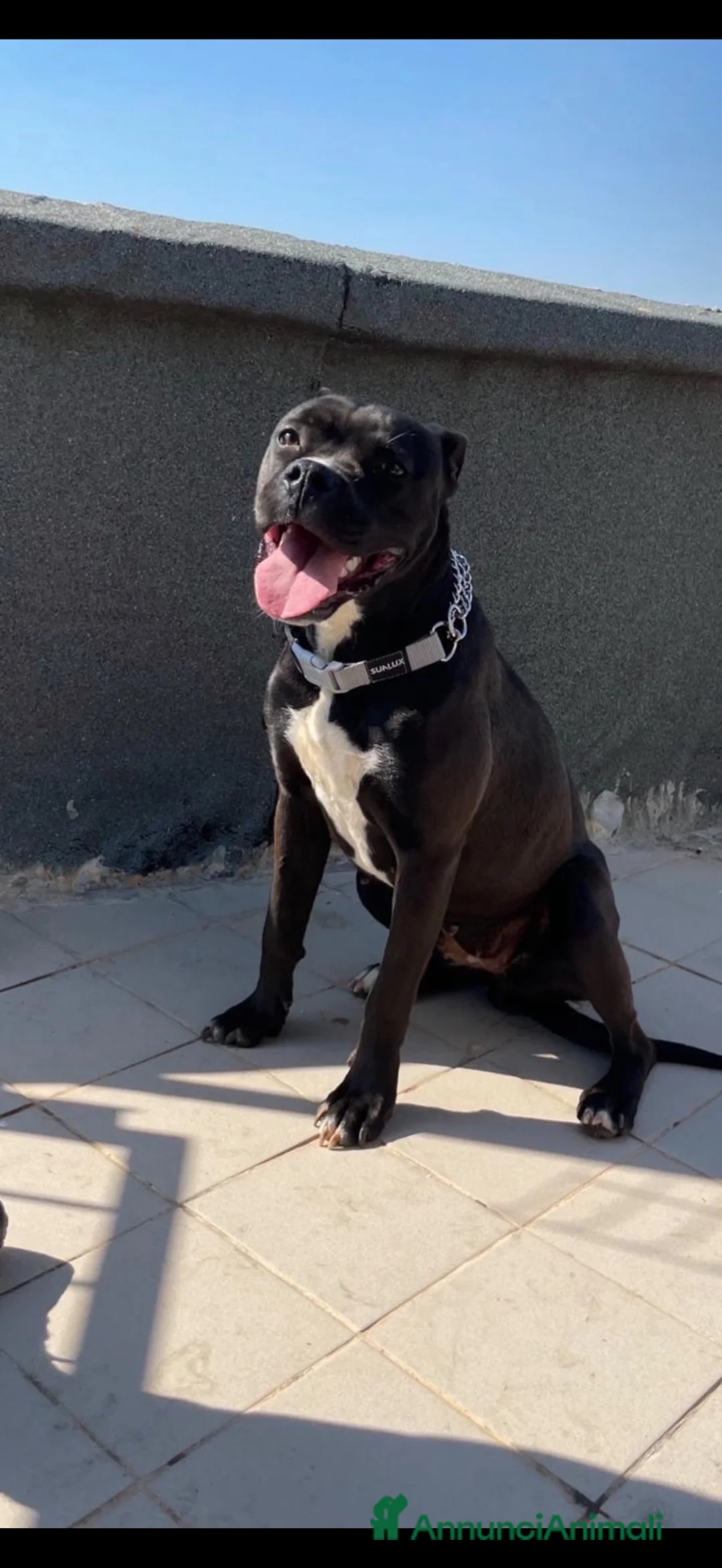Pitbull cani in vendita: Cuccioli di amstaff  a Città metropolitana di Roma Capitale - Annuncio 1
