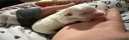 Maltese cani in vendita: Cucciolo maltese - Annuncio 4