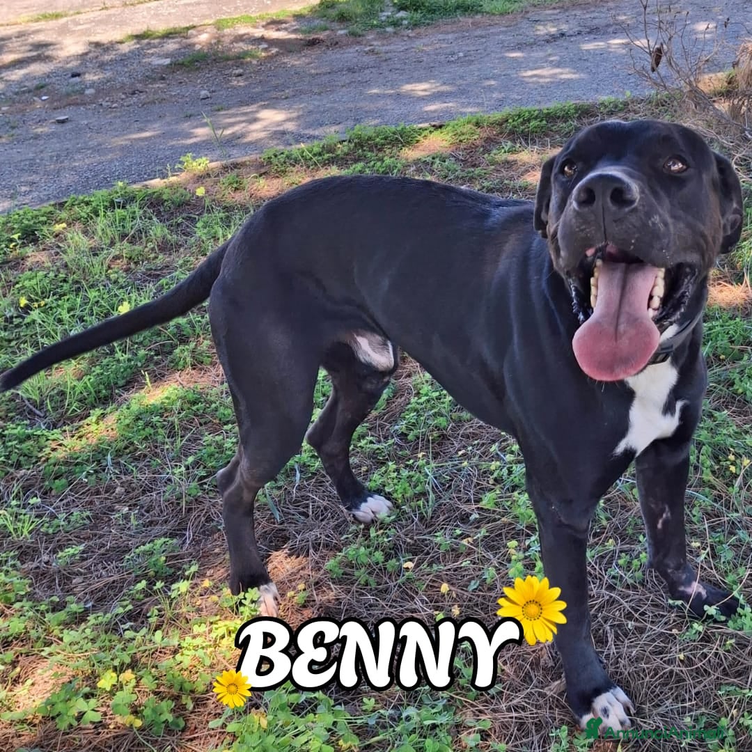 Meticcio cani BENNY 💙 il canile gli va stretto. - Annuncio 22