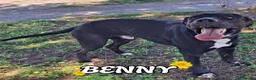 Meticcio cani in regalo: BENNY 💙 il canile gli va stretto. a Provincia di Reggio Emilia - Annuncio 1